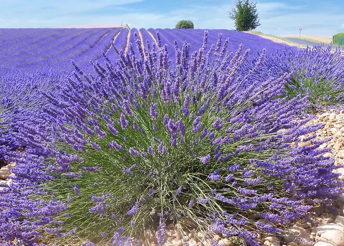 Samson Mit Kamin By Interhome Appartement *